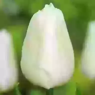 White Prince